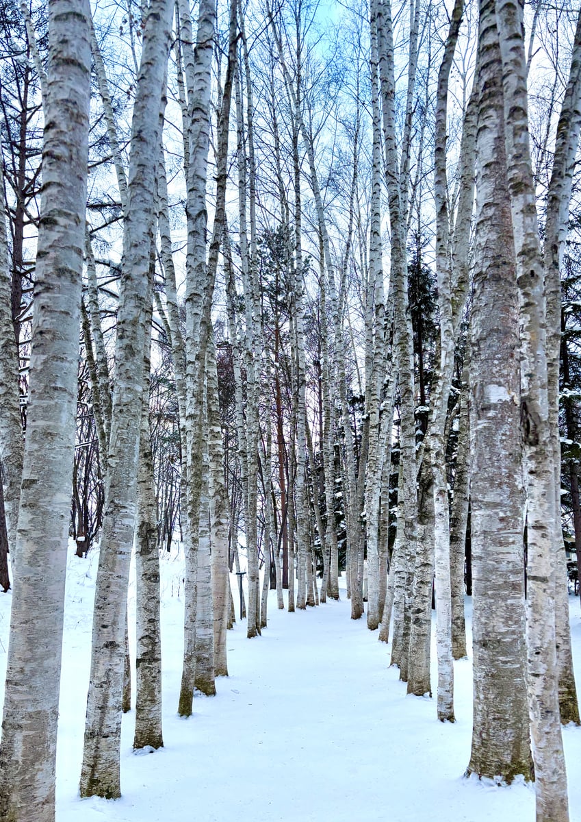 Winter Birch